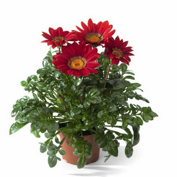 Семена газании Газу F1 красная с ободком (red with ring) /100 семян/ *Syngenta*