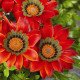 Семена газании Газу F1 красная с ободком (red with ring) /100 семян/ *Syngenta*