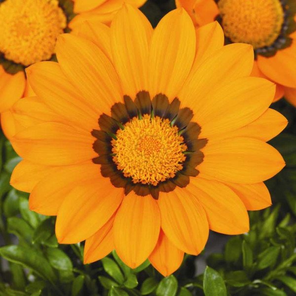 Семена газании Газу F1 оранжевая с ободком (orange with ring) /100 семян/ *Syngenta*