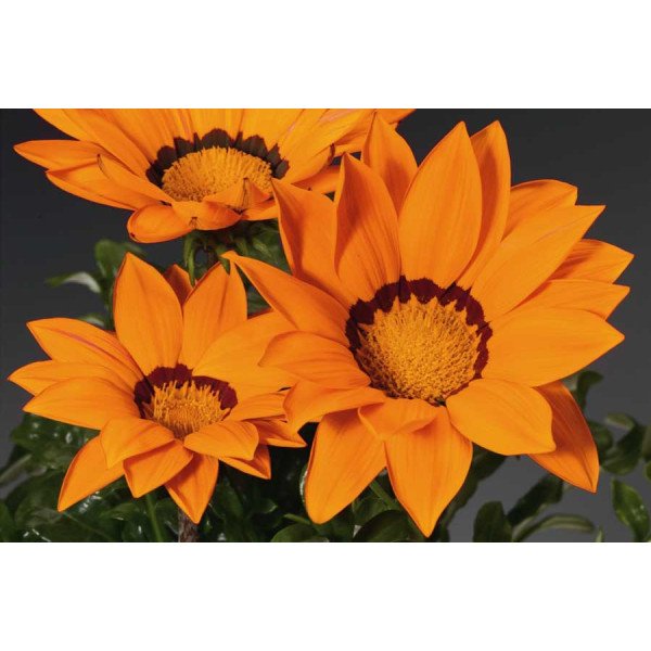 Семена газании Газу F1 оранжевая с ободком (orange with ring) /100 семян/ *Syngenta*