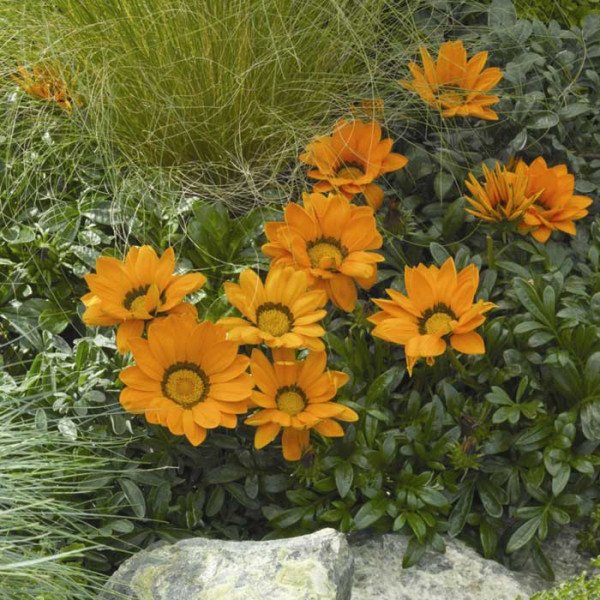 Семена газании Газу F1 оранжевая с ободком (orange with ring) /100 семян/ *Syngenta*