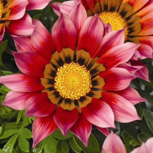 Насіння газанії Газу F1 пурпурна (purple) /100 насінин/ *Syngenta*