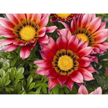 Газания Газу F1 пурпурная (purple) /100 семян/ *Syngenta*