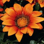 Газанія Кісс F1 бронзова /100 насінин/ *Syngenta*