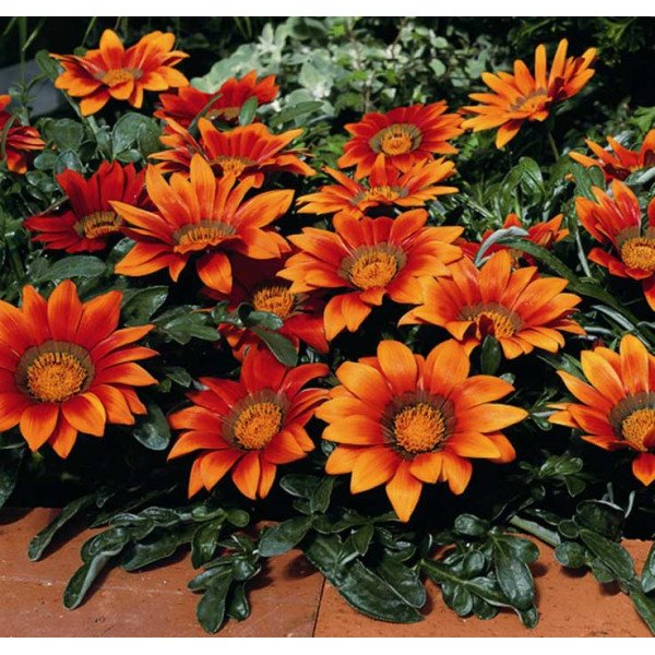 Насіння газанії Кісс F1 бронзова /100 насінин/ *Syngenta*