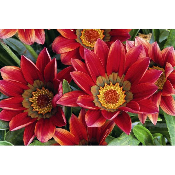 Насіння газанії Кісс F1 махогон /100 насінин/ *Syngenta*