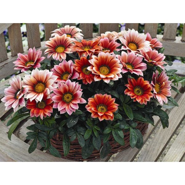 Насіння газанії Кісс F1 махогон /100 насінин/ *Syngenta*