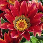 Газания Кисс F1 махогон /100 семян/ *Syngenta*