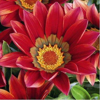 Газания Кисс F1 махогон /100 семян/ *Syngenta*