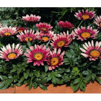 Газания Кисс F1 розовая (rose) /100 семян/ *Syngenta*