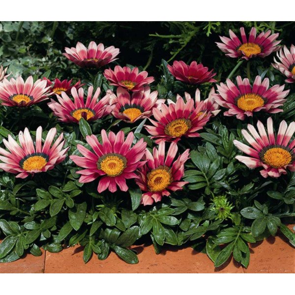 Насіння газанії Кісс F1 рожева (rose) /100 насінин/ *Syngenta*