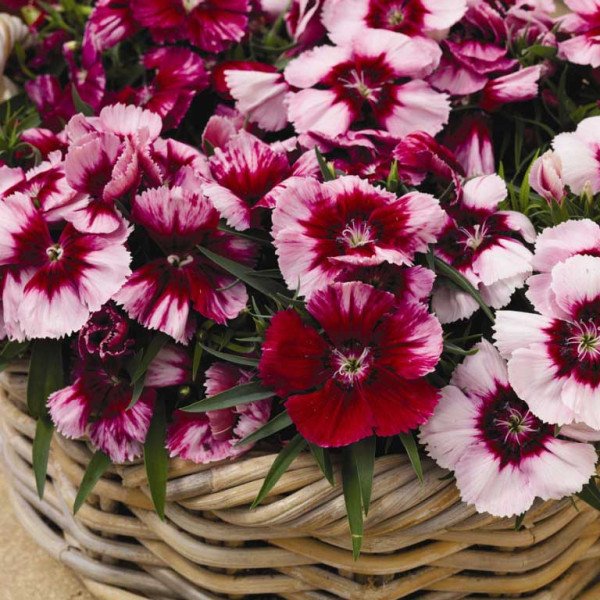 Семена гвоздики Супер Парфайт F1 кримсон /100 семян/ *Syngenta*