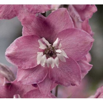 Дельфініум Магічний фонтан лілово-малиновий з білим вічком /200 насінин/ *Benary*