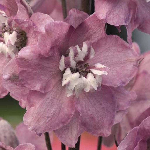 Семена дельфиниума Магический фонтан чери с белым глазком (cherry blossom white bee) /200 семян/ *Benary*