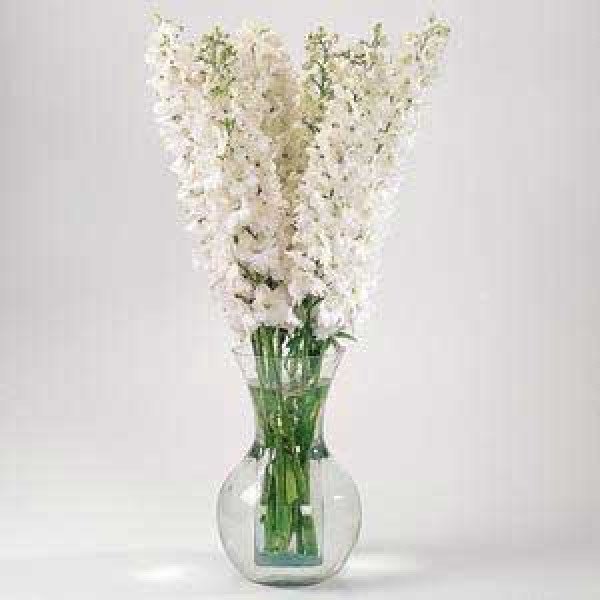 Насіння дельфініума Гардіан F1 білий /100 насінин/ *Pan American*