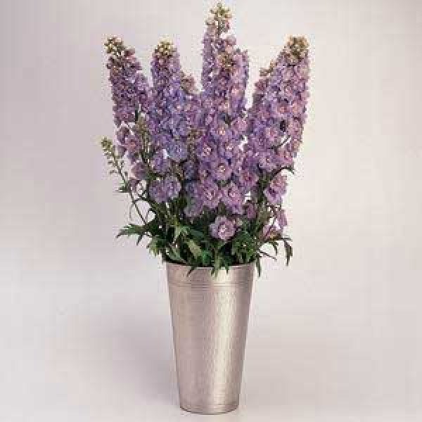 Насіння дельфініума Гардіан F1 лавандовий /100 насінин/ *Pan American*