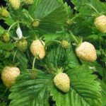 Суниця Вайт-Соул /1.000 насінин/ *Hem Zaden*