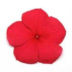 Катарантус Титан F1 дарк ред /100 семян/ *Pan American*