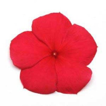 Катарантус Титан F1 дарк ред /100 семян/ *Pan American*