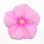 Катарантус Титан F1 пинк /100 семян/ *Pan American*