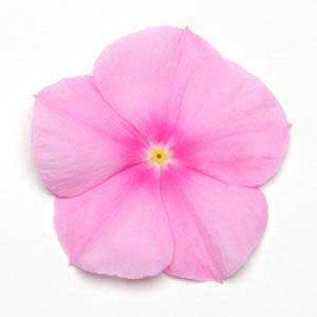 Катарантус Титан F1 пинк /100 семян/ *Pan American*