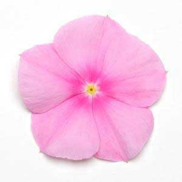 Насіння катарантуса Титан F1 пінк /100 насінин/ *Pan American*