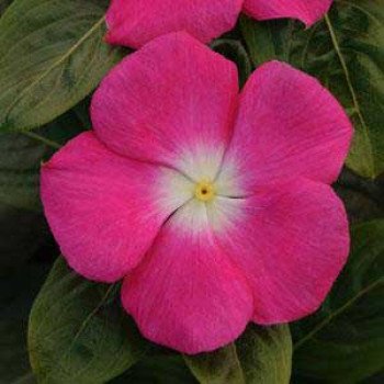 Катарантус Титан F1 роуз хеллоу /100 семян/ *Pan American*