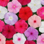 Катарантус Титан F1 смесь /100 семян/ *Pan American*