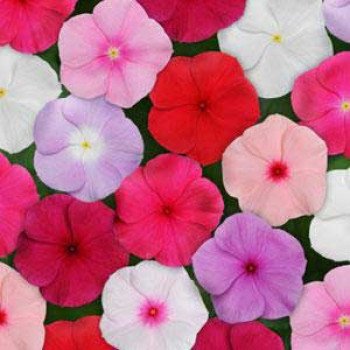 Катарантус Титан F1 смесь /100 семян/ *Pan American*