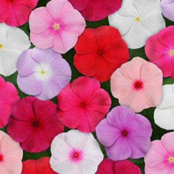 Насіння катарантуса Титан F1 суміш /100 насінин/ *Pan American*