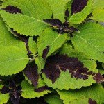 Колеус Сан F1 Чоколет Сплеш /100 семян/ *Pan American*