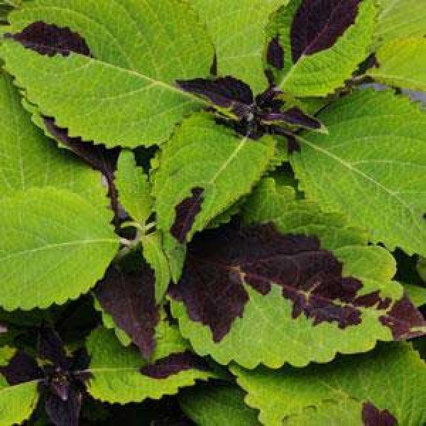 Насіння колеуса Сан F1 Чоколет Сплеш /100 насінин/ *Pan American*