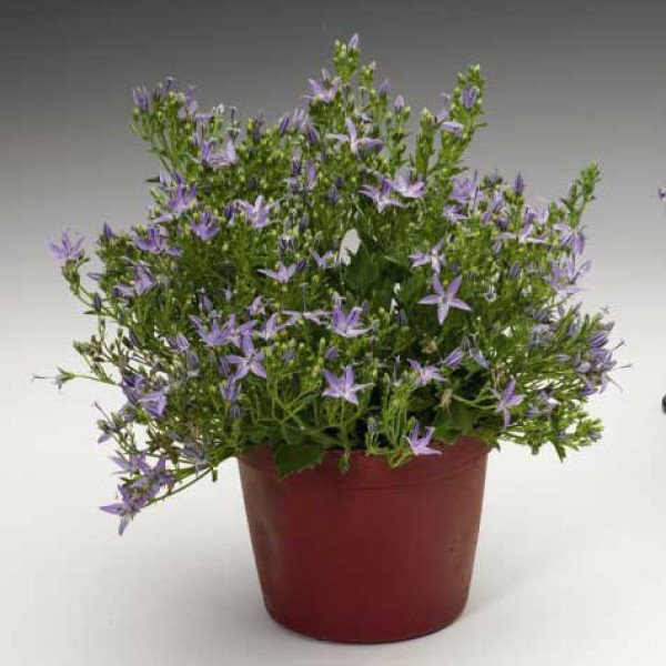 Насіння гіпоестеса Конфетті червоний (red) /100 насінин/ *Sakata*