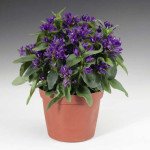 Дзвоник Бельфлер синій /100 насінин/ *Syngenta*