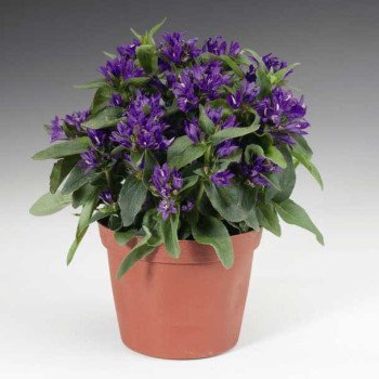 Колокольчик Бельфлер синий /100 семян/ *Syngenta*