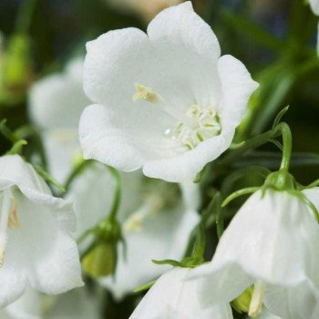 Колокольчик Свингнинг Белс белый /1.000 семян/ *Syngenta*