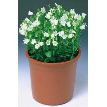 Колокольчик Свингнинг Белс белый /1.000 семян/ *Syngenta*