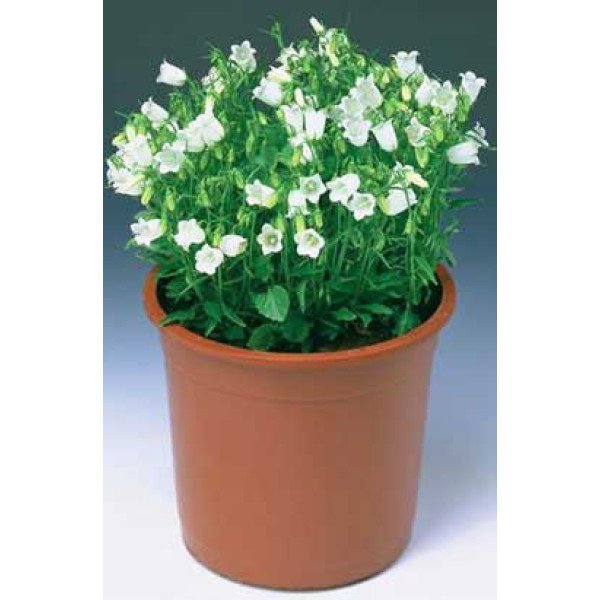 Насіння дзвоника Свінгнінг Белс білий /200 насінин/ *Syngenta*