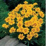 Кореопсис Ризинг Сан /100 семян/ *Pan American*