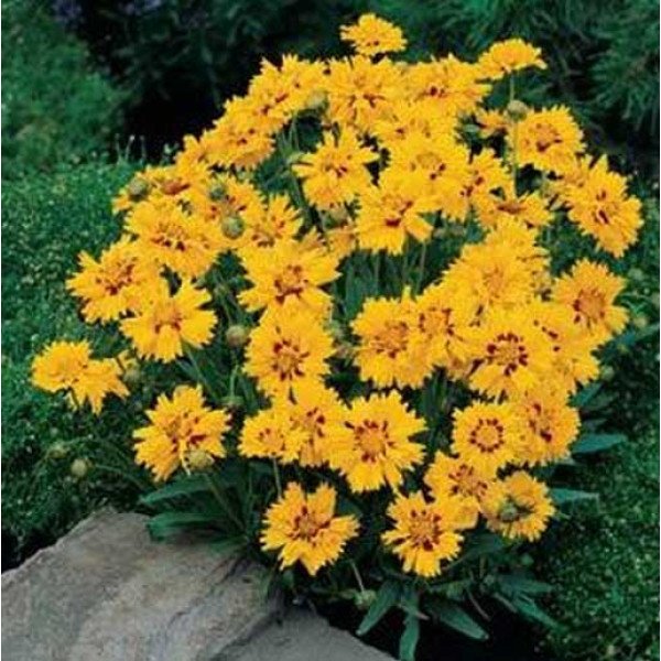 Насіння кореопсису Різінг Сан /100 насінин/ *Pan American*