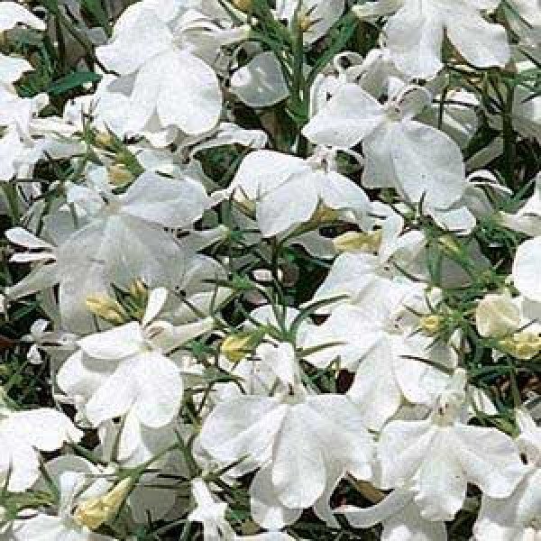 Семена лобелии Ривера белая (white) /200 мультидраже/ *Pan American*