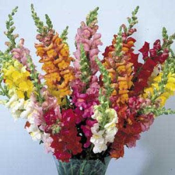 Антірінум Аксіома F1 суміш /1.000 насінин/ *Pan American*