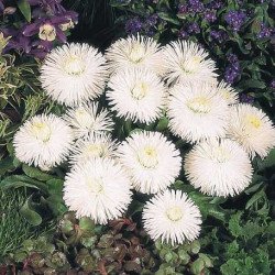 Маргаритка Хабанера біла (white) /250 насінин (драже)/ *Benary*