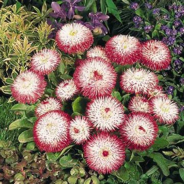 Семена маргаритки Хабанера красная с белым (white red tips) /250 семян (драже)/ *Benary*