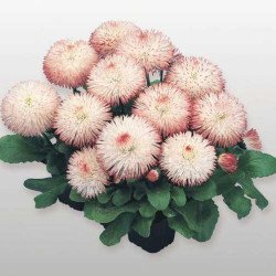 Маргаритка Хабанера розовая (rose) /250 семян (драже)/ *Benary*