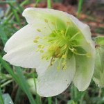 Морозник Кристмас Карол /50 семян/ *Syngenta*