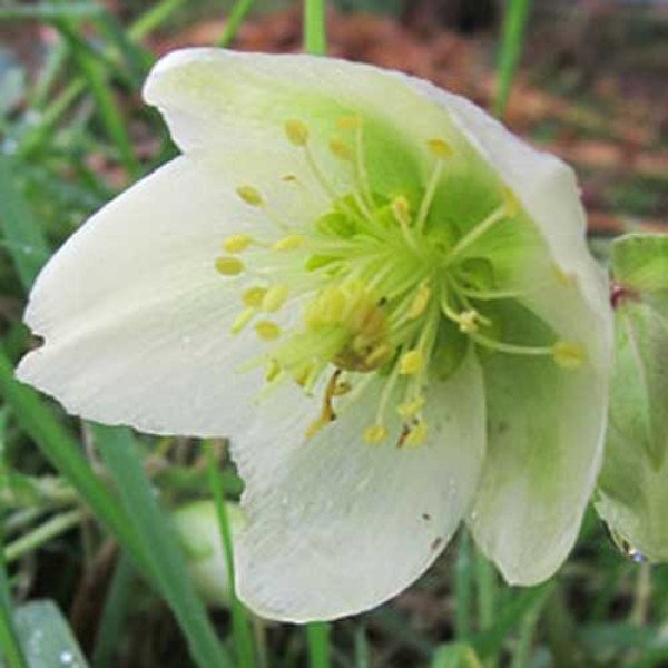 Насіння чемерника Крістмас Карол /50 насінин/ *Syngenta*