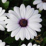 Остеоспермум Акила белый /100 семян/ *Pan American*