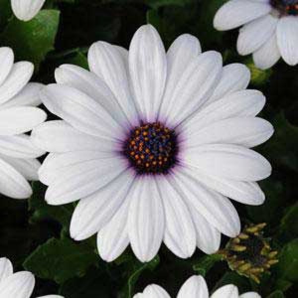 Насіння остеоспермума Акіла білий /100 насінин/ *Pan American*