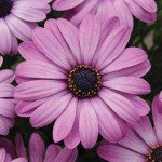 Остеоспермум Акіла лавандовий /100 насінин/ *Pan American*